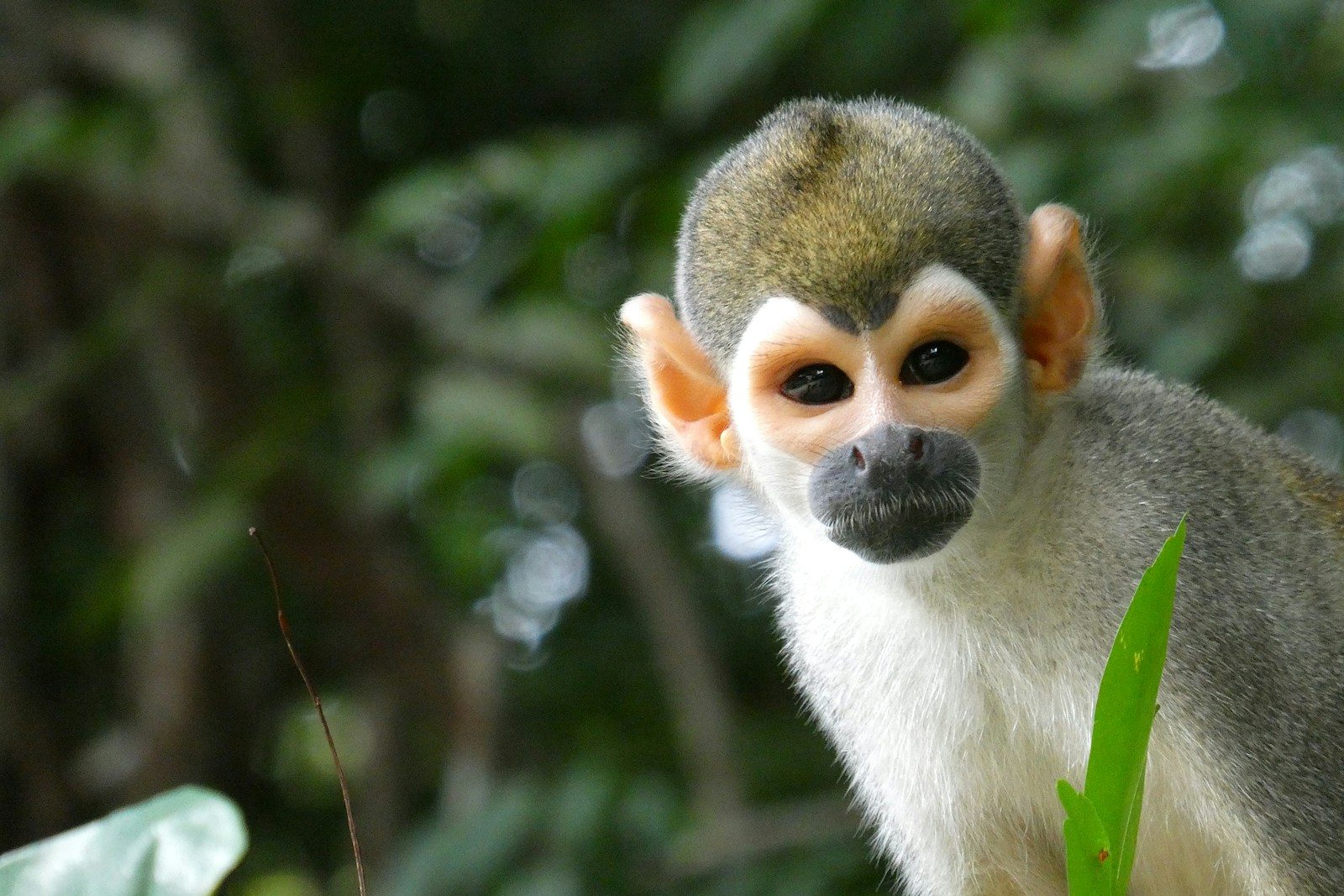 Manaus & Amazon Basin: The Ultimate Gateway to Brazil’s Rainforest Adventure