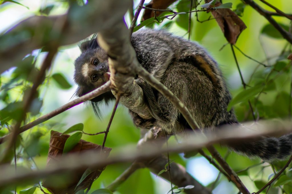 A small monkey clings to a tree branch.