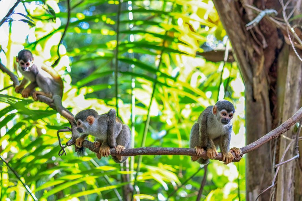 Three squirrel monkeys perched on a tree branch