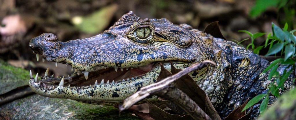 A close up of a crocodile laying on the ground