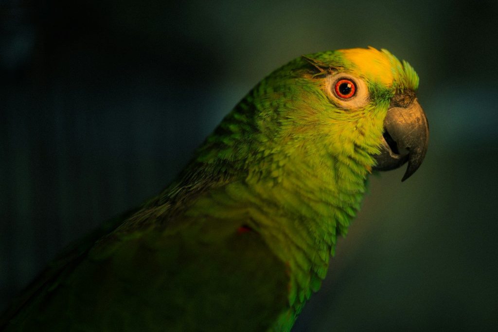 A close-up of a green parrot with a yellow head.