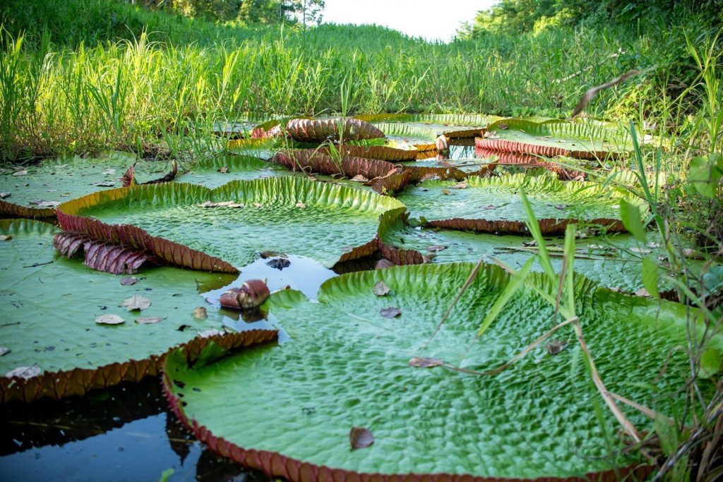 Giant lily pads floating on a calm pond
